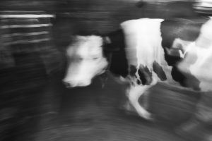 Documentary Photography